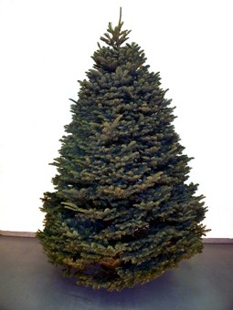 Nobel Fir Christmas Tree